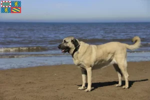 Mehr über den Artikel erfahren Kangal Züchter und Welpen in Bourgogne-Franche-Comté