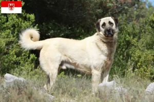 Mehr über den Artikel erfahren Kangal Züchter und Welpen in Brandenburg