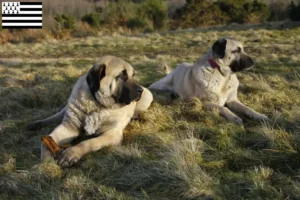 Mehr über den Artikel erfahren Kangal Züchter und Welpen in der Bretagne