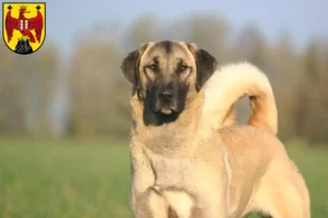 Mehr über den Artikel erfahren Kangal Züchter und Welpen im Burgenland