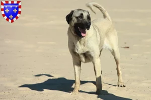 Mehr über den Artikel erfahren Kangal Züchter und Welpen in Centre-Val de Loire