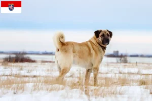 Mehr über den Artikel erfahren Kangal Züchter und Welpen in Hessen