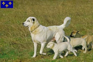 Mehr über den Artikel erfahren Kangal Züchter und Welpen in Île-de-France