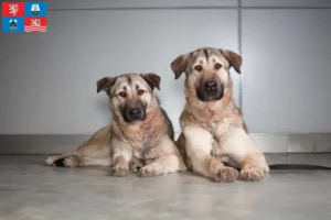 Mehr über den Artikel erfahren Kangal Züchter und Welpen in Karlsbad