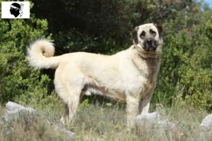 Mehr über den Artikel erfahren Kangal Züchter und Welpen auf Korsika