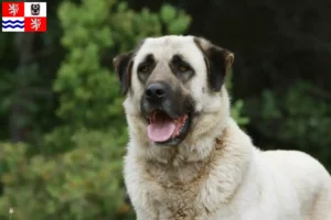 Mehr über den Artikel erfahren Kangal Züchter und Welpen in Mittelböhmen