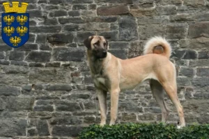 Mehr über den Artikel erfahren Kangal Züchter und Welpen in Niederösterreich