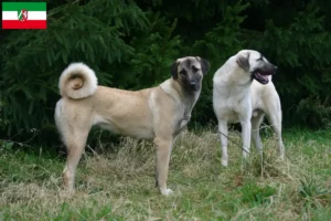 Mehr über den Artikel erfahren Kangal Züchter und Welpen in Nordrhein-Westfalen