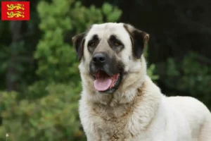 Mehr über den Artikel erfahren Kangal Züchter und Welpen in der Normandie