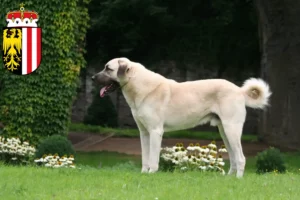 Mehr über den Artikel erfahren Kangal Züchter und Welpen in Oberösterreich