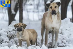 Mehr über den Artikel erfahren Kangal Züchter und Welpen in Olmütz