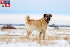 Mehr über den Artikel erfahren Kangal Züchter und Welpen in Pardubice