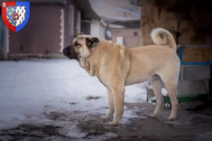 Mehr über den Artikel erfahren Kangal Züchter und Welpen in Pays de la Loire