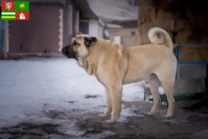 Mehr über den Artikel erfahren Kangal Züchter und Welpen in Pilsen