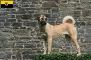 Mehr über den Artikel erfahren Kangal Züchter und Welpen in Sachsen-Anhalt