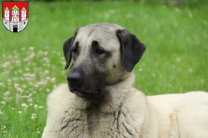 Mehr über den Artikel erfahren Kangal Züchter und Welpen in Salzburg