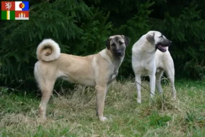 Mehr über den Artikel erfahren Kangal Züchter und Welpen in Südböhmen