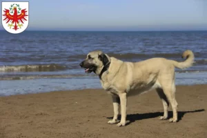 Mehr über den Artikel erfahren Kangal Züchter und Welpen in Tirol