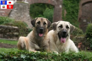 Mehr über den Artikel erfahren Kangal Züchter und Welpen in Vysočina