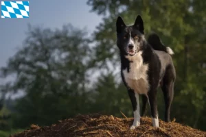 Mehr über den Artikel erfahren Karelischer Bärenhund Züchter und Welpen in Bayern