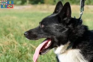 Mehr über den Artikel erfahren Karelischer Bärenhund Züchter und Welpen in Bourgogne-Franche-Comté