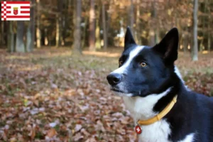 Mehr über den Artikel erfahren Karelischer Bärenhund Züchter und Welpen in Bremen