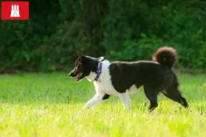 Mehr über den Artikel erfahren Karelischer Bärenhund Züchter und Welpen in Hamburg