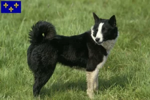 Mehr über den Artikel erfahren Karelischer Bärenhund Züchter und Welpen in Île-de-France