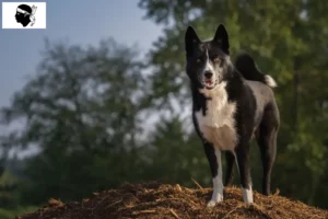 Mehr über den Artikel erfahren Karelischer Bärenhund Züchter und Welpen auf Korsika