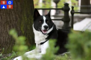 Mehr über den Artikel erfahren Karelischer Bärenhund Züchter und Welpen in Liberec