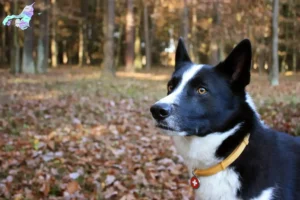 Mehr über den Artikel erfahren Karelischer Bärenhund Züchter und Welpen in Nordjylland