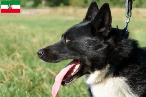 Mehr über den Artikel erfahren Karelischer Bärenhund Züchter und Welpen in Nordrhein-Westfalen