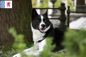 Mehr über den Artikel erfahren Karelischer Bärenhund Züchter und Welpen in Nouvelle-Aquitaine