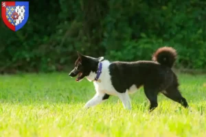 Mehr über den Artikel erfahren Karelischer Bärenhund Züchter und Welpen in Pays de la Loire