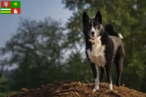 Mehr über den Artikel erfahren Karelischer Bärenhund Züchter und Welpen in Pilsen