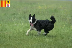 Mehr über den Artikel erfahren Karelischer Bärenhund Züchter und Welpen in der Provence-Alpes-Côte d’Azur