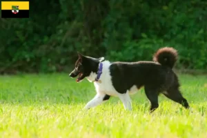 Mehr über den Artikel erfahren Karelischer Bärenhund Züchter und Welpen in Sachsen-Anhalt