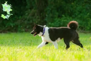 Mehr über den Artikel erfahren Karelischer Bärenhund Züchter und Welpen in Sjælland