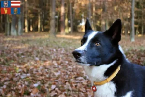 Mehr über den Artikel erfahren Karelischer Bärenhund Züchter und Welpen in Südmähren