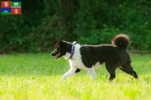 Mehr über den Artikel erfahren Karelischer Bärenhund Züchter und Welpen in Ústí