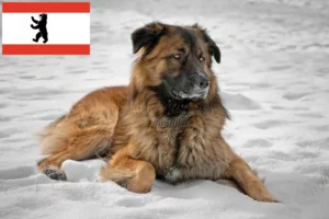 Mehr über den Artikel erfahren Kaukasischer Schäferhund Züchter und Welpen in Berlin