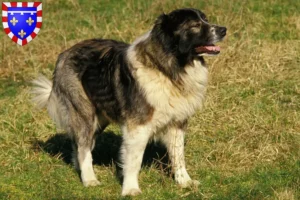 Mehr über den Artikel erfahren Kaukasischer Schäferhund Züchter und Welpen in Centre-Val de Loire