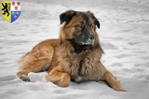 Mehr über den Artikel erfahren Kaukasischer Schäferhund Züchter und Welpen in Hauts-de-France