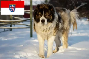 Mehr über den Artikel erfahren Kaukasischer Schäferhund Züchter und Welpen in Hessen