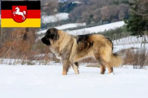 Mehr über den Artikel erfahren Kaukasischer Schäferhund Züchter und Welpen in Niedersachsen