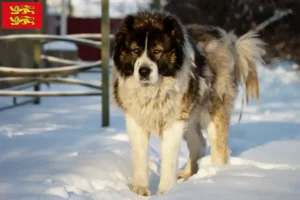 Mehr über den Artikel erfahren Kaukasischer Schäferhund Züchter und Welpen in der Normandie