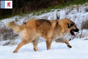 Mehr über den Artikel erfahren Kaukasischer Schäferhund Züchter und Welpen in Nouvelle-Aquitaine