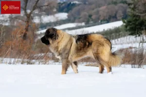 Mehr über den Artikel erfahren Kaukasischer Schäferhund Züchter und Welpen in Okzitanien