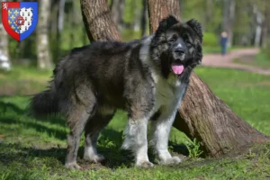 Mehr über den Artikel erfahren Kaukasischer Schäferhund Züchter und Welpen in Pays de la Loire