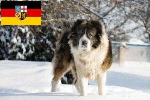Mehr über den Artikel erfahren Kaukasischer Schäferhund Züchter und Welpen im Saarland